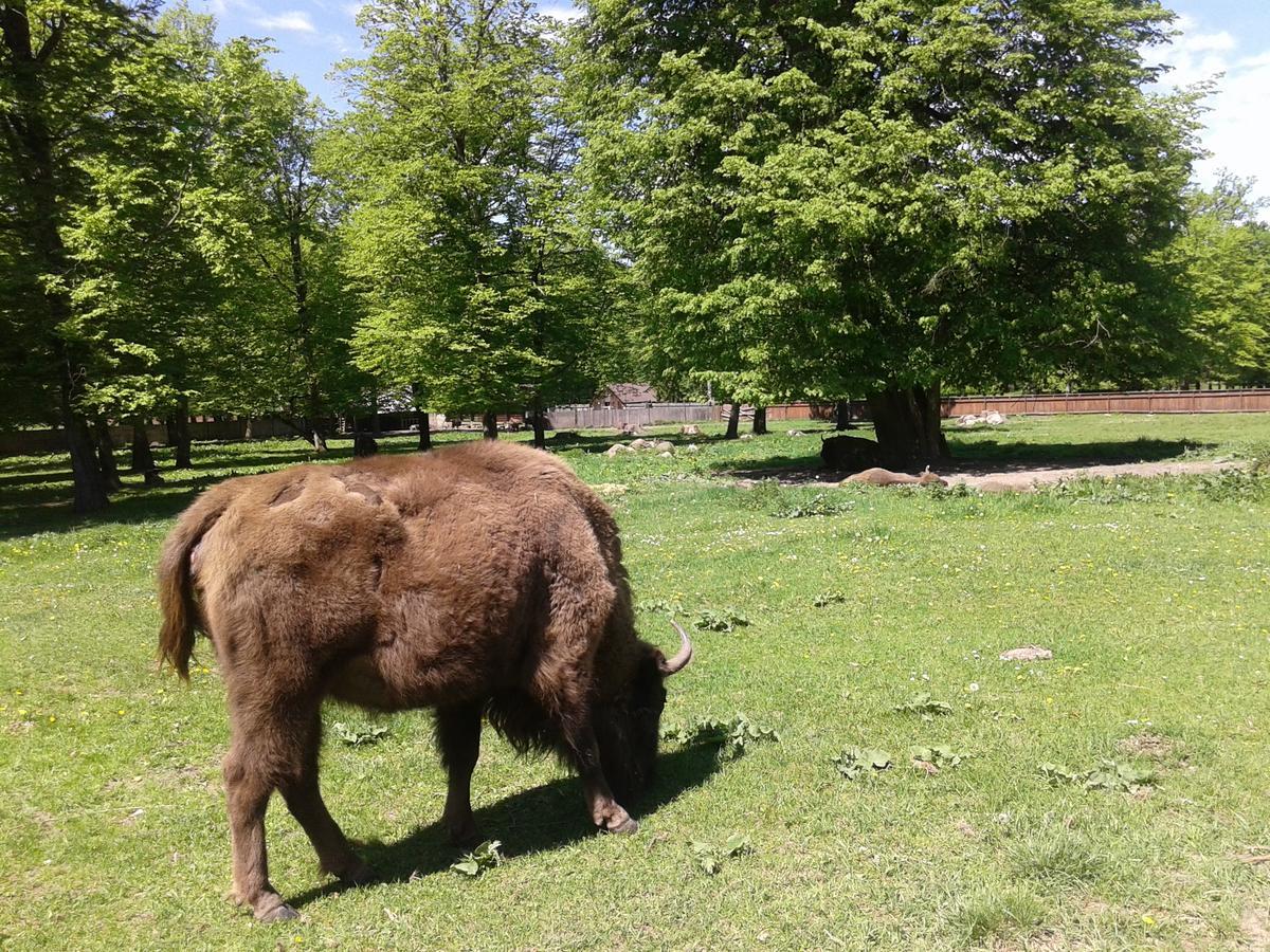 Cztery Pory Roku Konuk evi Białowieża Dış mekan fotoğraf