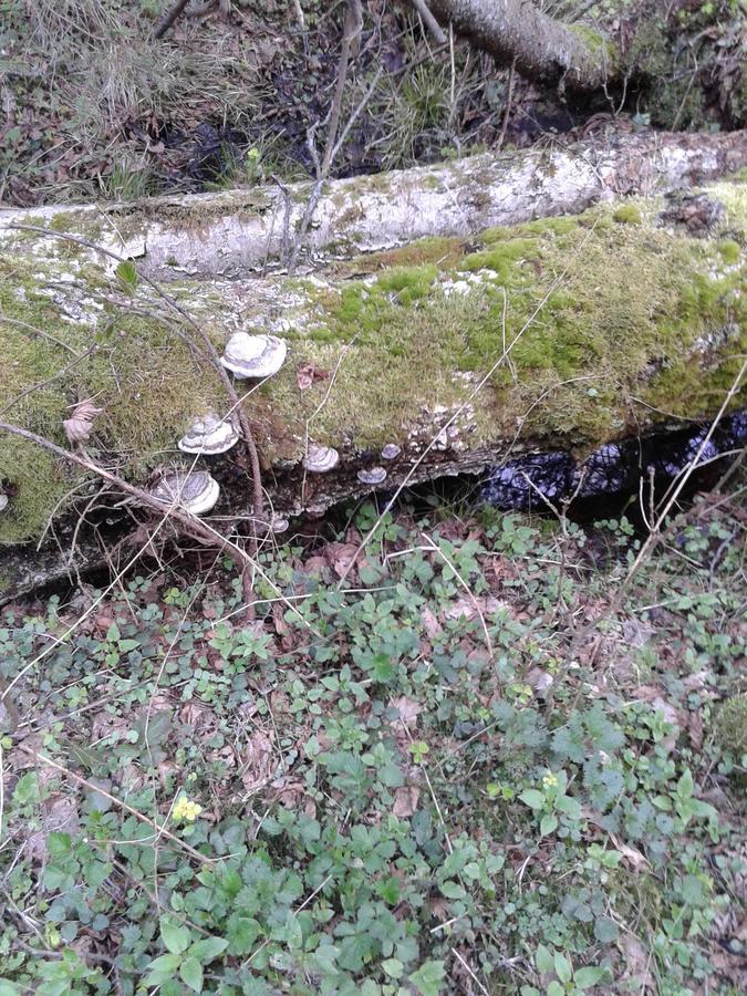 Cztery Pory Roku Konuk evi Białowieża Dış mekan fotoğraf