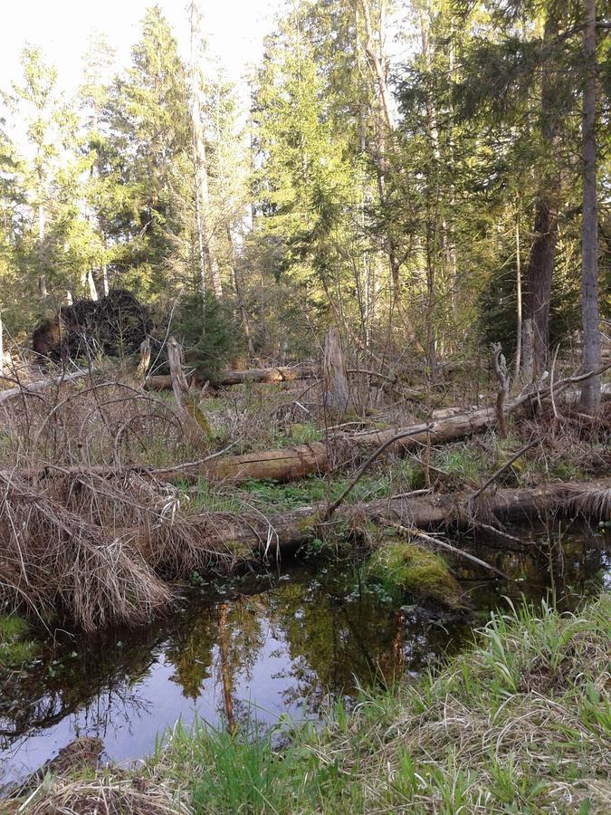 Cztery Pory Roku Konuk evi Białowieża Dış mekan fotoğraf